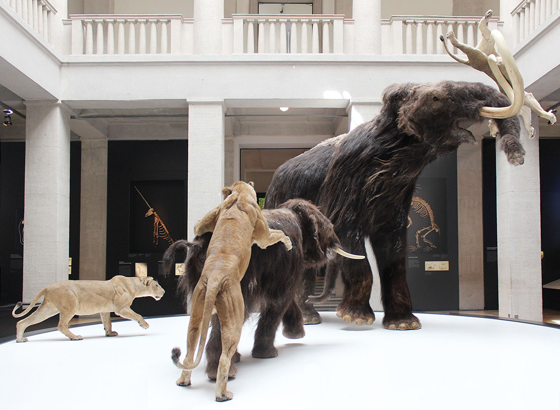 Fertigung eines Mammuts für eine Ausstellung / Tierpräparator